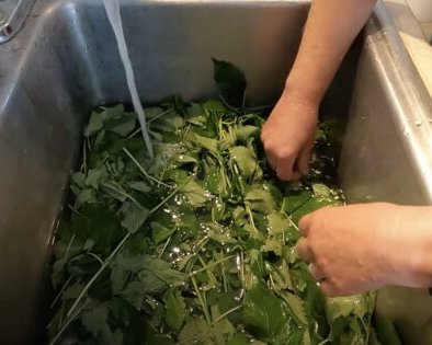 Как сушить мелиссу: 5 простых способов