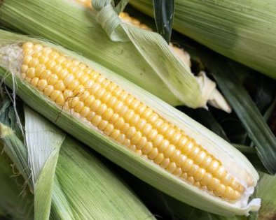 Как варить кукурузу, чтобы она получилась мягкой и сочной