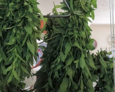 Как сушить мяту в домашних условиях