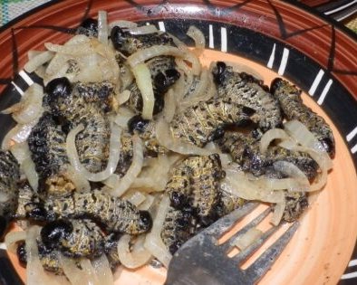 9 насекомых, которых мы будем есть в будущем