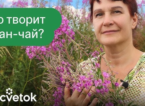 Как заваривать иван-чай: свежий, сухой и ферментированный