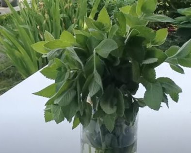 Как правильно хранить свежую мяту