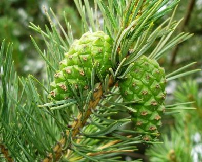 Как приготовить варенье из шишек — полезный десерт с лесным ароматом