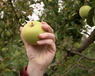 Как хранить яблоки правильно